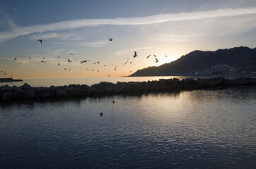 
seagulls sunset