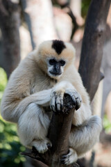 Obraz premium the white cheeked gibbon is up a tree