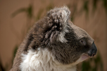 this is a side view of a koala