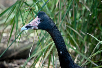 this is a side view of a  magpie goose