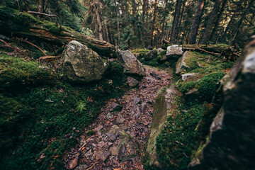 Fototapeta premium A close up of a rock next to a forest