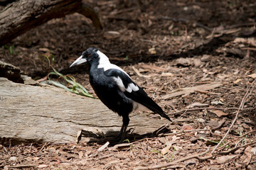 this is a side view of a  magpie