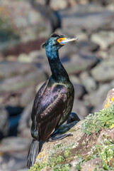 Red-faced Cormorant (Phalacrocorax urile) at St. George Island, Alaska, USA