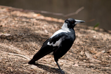 this is a side view of a  magpie