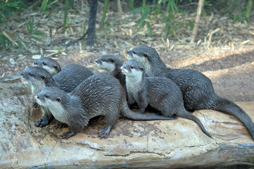 Naklejka premium the Asian small-clawed otters are looking for food