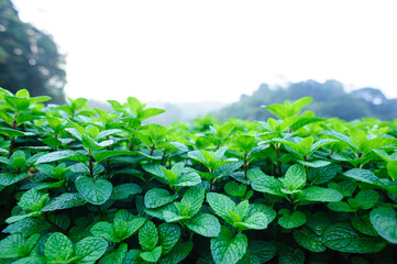 Green mint plants grow at vegetable garden