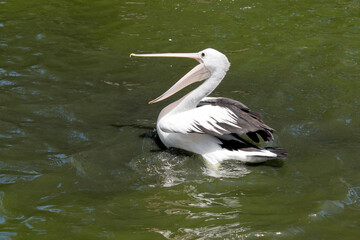 this is a side view of a  pelican with its mouth open