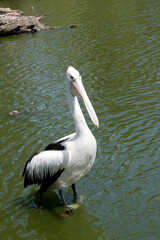 the pelican is standin in the water