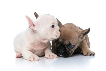 two french bulldog cubs are taking care of each other