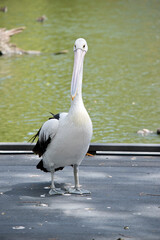 the pelican is walking on a pier