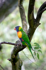 this is a side view of a  rainbow lorikeet