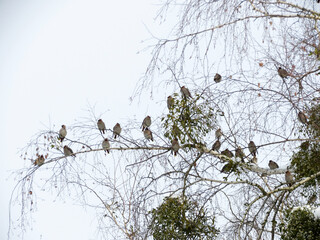 birds on a tree