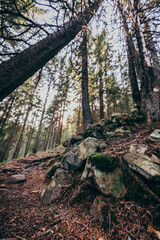 A tree in a forest a mountain