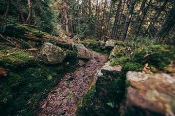 A close up of a rock next to a forest