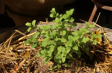 Grow mint in cement pots