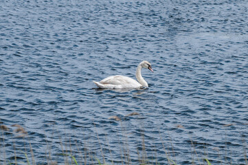 Mute Swan (Cygnus olor) in lake, Schleswig-Holstein, Germany