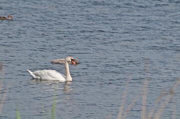 Mute Swan (Cygnus olor) with cygnet in lake, Schleswig-Holstein, Germany