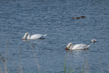  Mute Swans (Cygnus olor) with cygnet in lake, Schleswig-Holstein, Germany