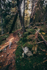 A tree in a forest a mountain