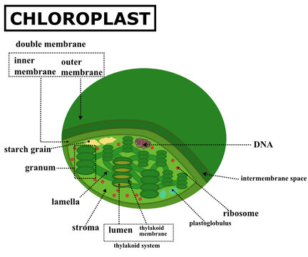 The structure of the chloroplast.Structure within the cells of algae and plants.Photosynthesis concept.