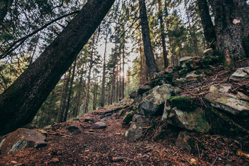 A close up of a wooded area