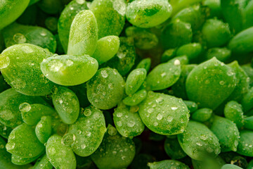 Macro of dew drops on leaves of succulent plant