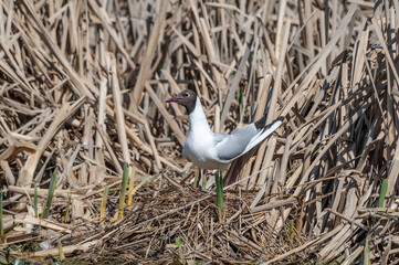 Black-headed Gull (Larus ridibundus) at colony, Moscow region, Russia