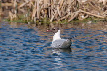 Black-headed Gull (Larus ridibundus) at colony, Moscow region, Russia