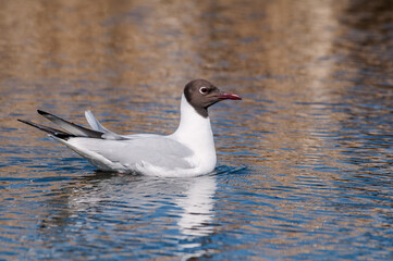 Black-headed Gull (Larus ridibundus) at colony, Moscow region, Russia