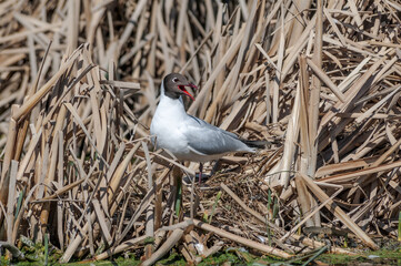 Black-headed Gull (Larus ridibundus) at colony, Moscow region, Russia