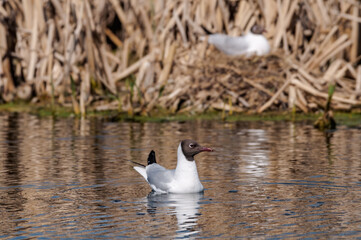 Black-headed Gulls (Larus ridibundus) at colony, Moscow region, Russia