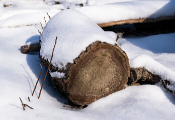 Forgotten tree stump in the snow in winter