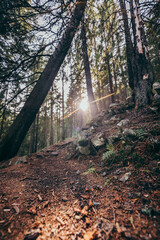 A tree in a forest a mountain