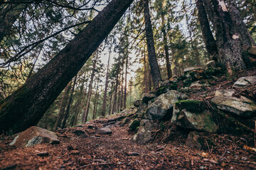 A close up of a wooded area