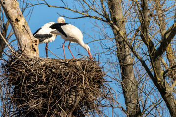 A stork couple in their nest at a cold day in winter next to Büttelborn in Hesse, Germany.