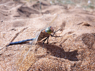 dragonfly raising its front legs and spreading its wings on the sand