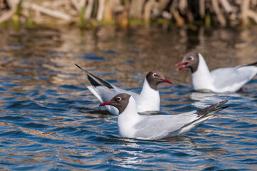 Black-headed Gulls (Larus ridibundus) at colony, Moscow region, Russia