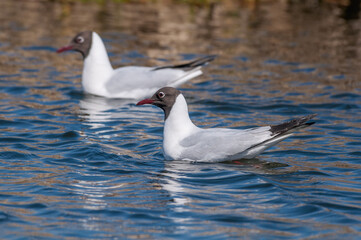 Black-headed Gulls (Larus ridibundus) at colony, Moscow region, Russia