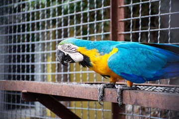 a beautiful bright yellow-blue big macaw parrot sits on a metal bar from behind it you can see the cage lattice