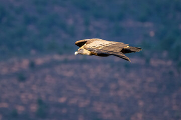 Griffon vulture, Gyps fulvus in Monfrague National Park. Extremadura, Spain