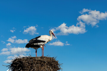 A stork couple in their nest at a cold day in winter next to B&uuml;ttelborn in Hesse, Germany.