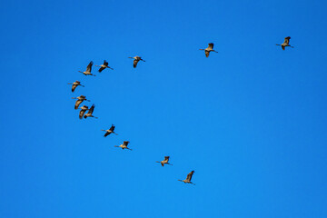 Common crane, Grus grus in Monfrague National Park. Extremadura, Spain