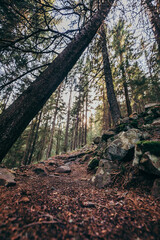 A large tree in a forest a mountain