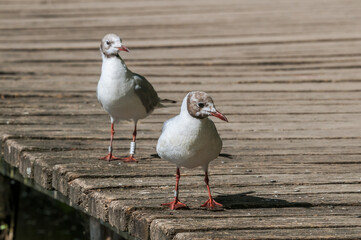 Molting Black-headed Gulls (Larus ridibundus) in park, Hamburg, Germany