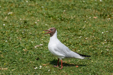 Molting Black-headed Gull (Larus ridibundus) in park, Hamburg, Germany