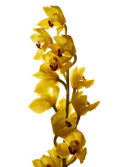 Beautiful yellow cymbidium orchid flowers isolated on white background
