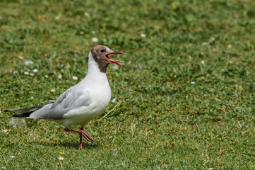 Molting Black-headed Gull (Larus ridibundus) in park, Hamburg, Germany