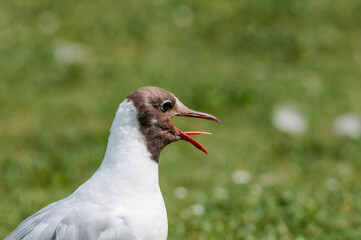 Molting Black-headed Gull (Larus ridibundus) in park, Hamburg, Germany