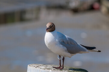 Molting Black-headed Gull (Larus ridibundus) in park, Hamburg, Germany