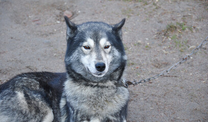 gray with white dog  on the chain layы on the ground, gray background